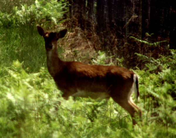 une biche