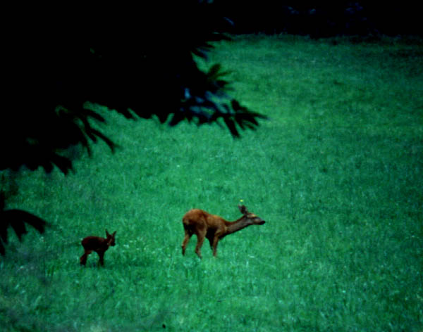 Une biche et son faon