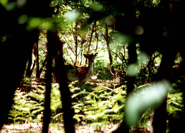 Une biche