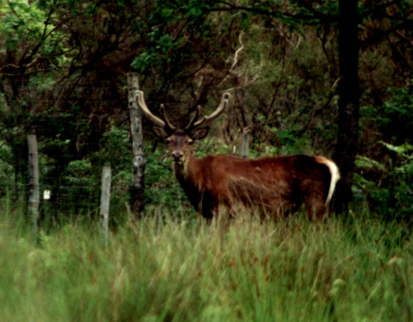 un cerf