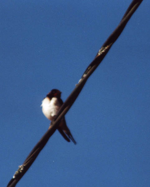 Une hirondelle sur un fil