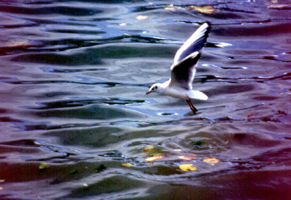 Une mouette